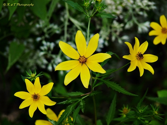 {Bidens polylepis}